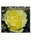 Front of Congratulations Greeting Card