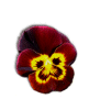 Front of Thank You Greeting Card: Pansy