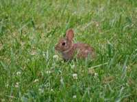 Bunnie Rabbit