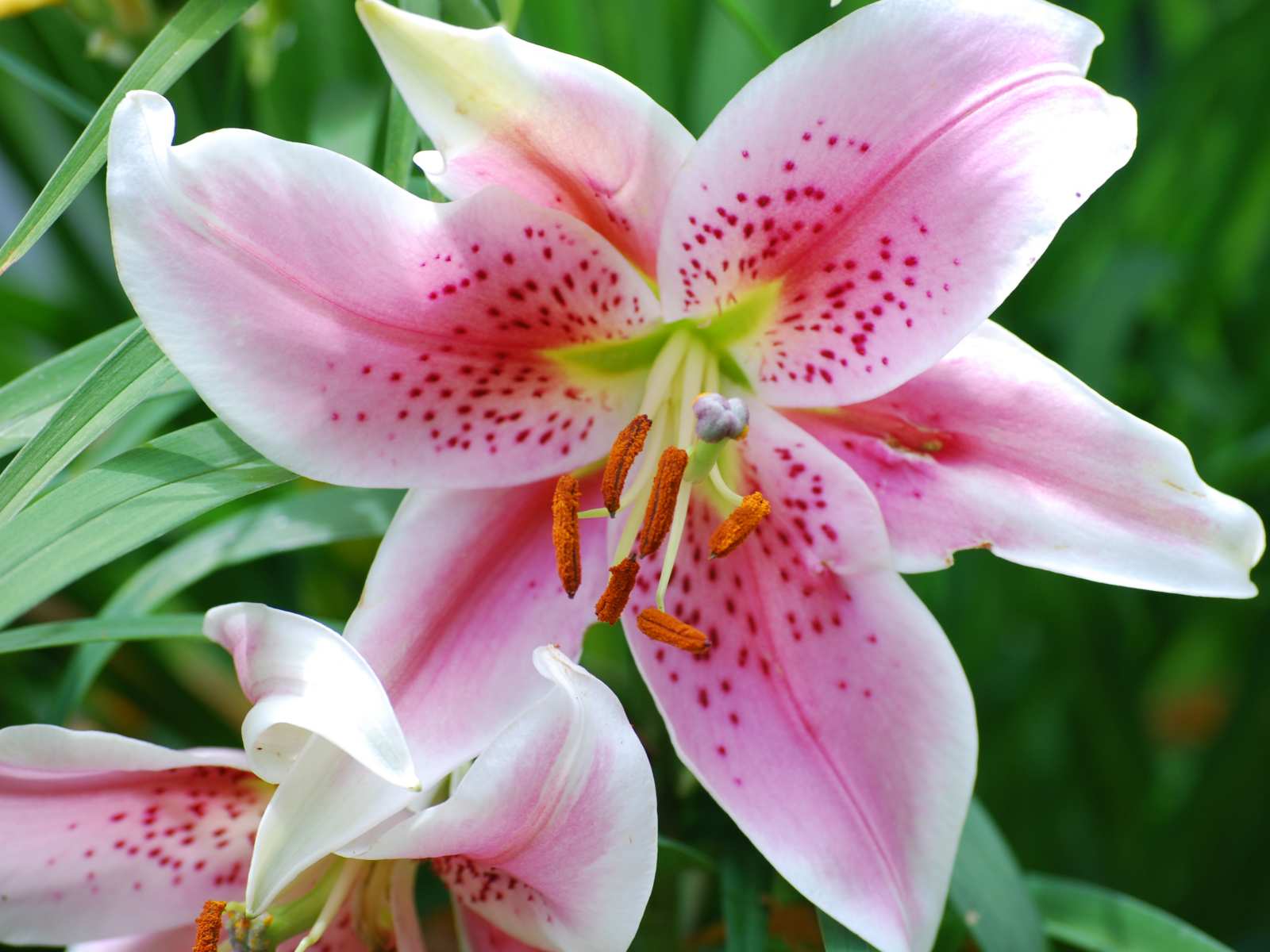 Flower Wallpaper - Picture of Pink Lillie Flower